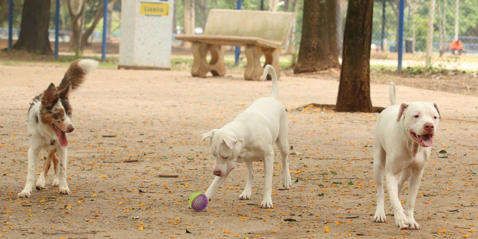 saiba-como-funciona-o-sinpatinhas,-novo-rg-animal-para-caes-e-gatos