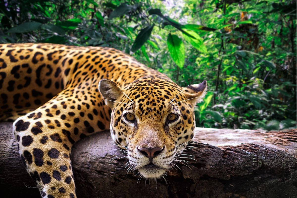 como-habitat-de-oncas-pintadas-do-‘tamanho-da-inglaterra’-virou-plantacao-de-soja-e-pasto