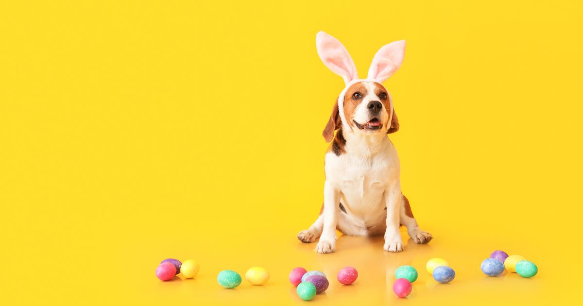 cachorros-podem-comer-chocolate?-veterinario-explica