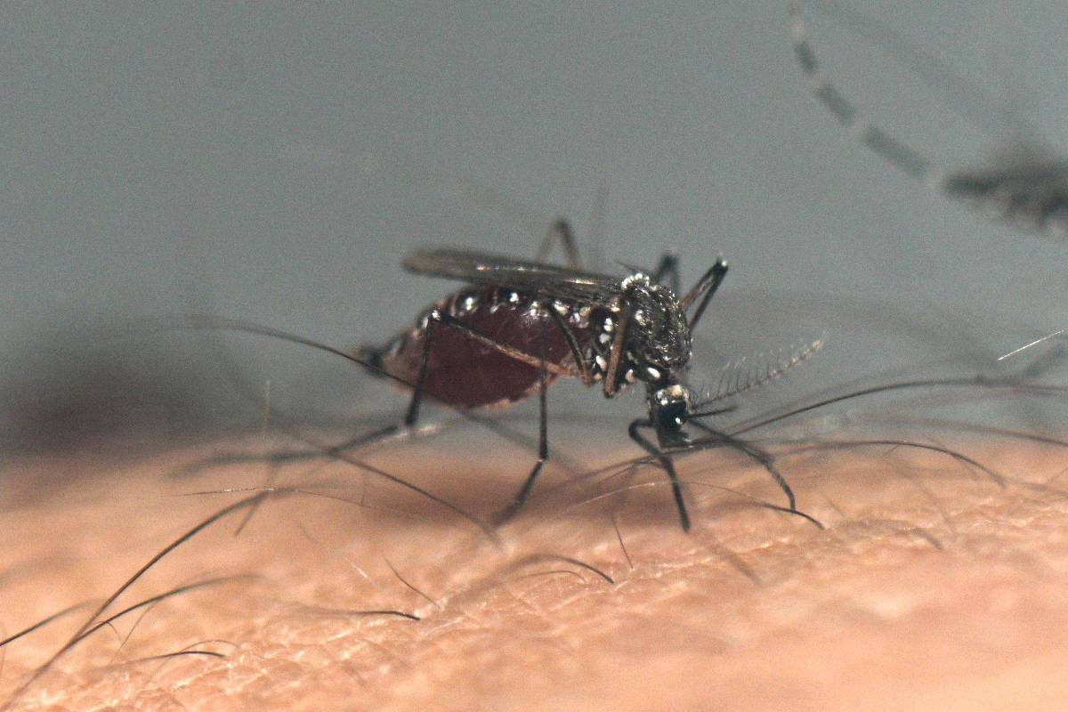 ministerio-da-saude-vai-pedir-inclusao-de-vacina-contra-chikungunya-no-sus