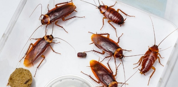 tempero-que-todo-mundo-tem-em-casa-e-odiado-pelas-baratas;-veja-como-usar