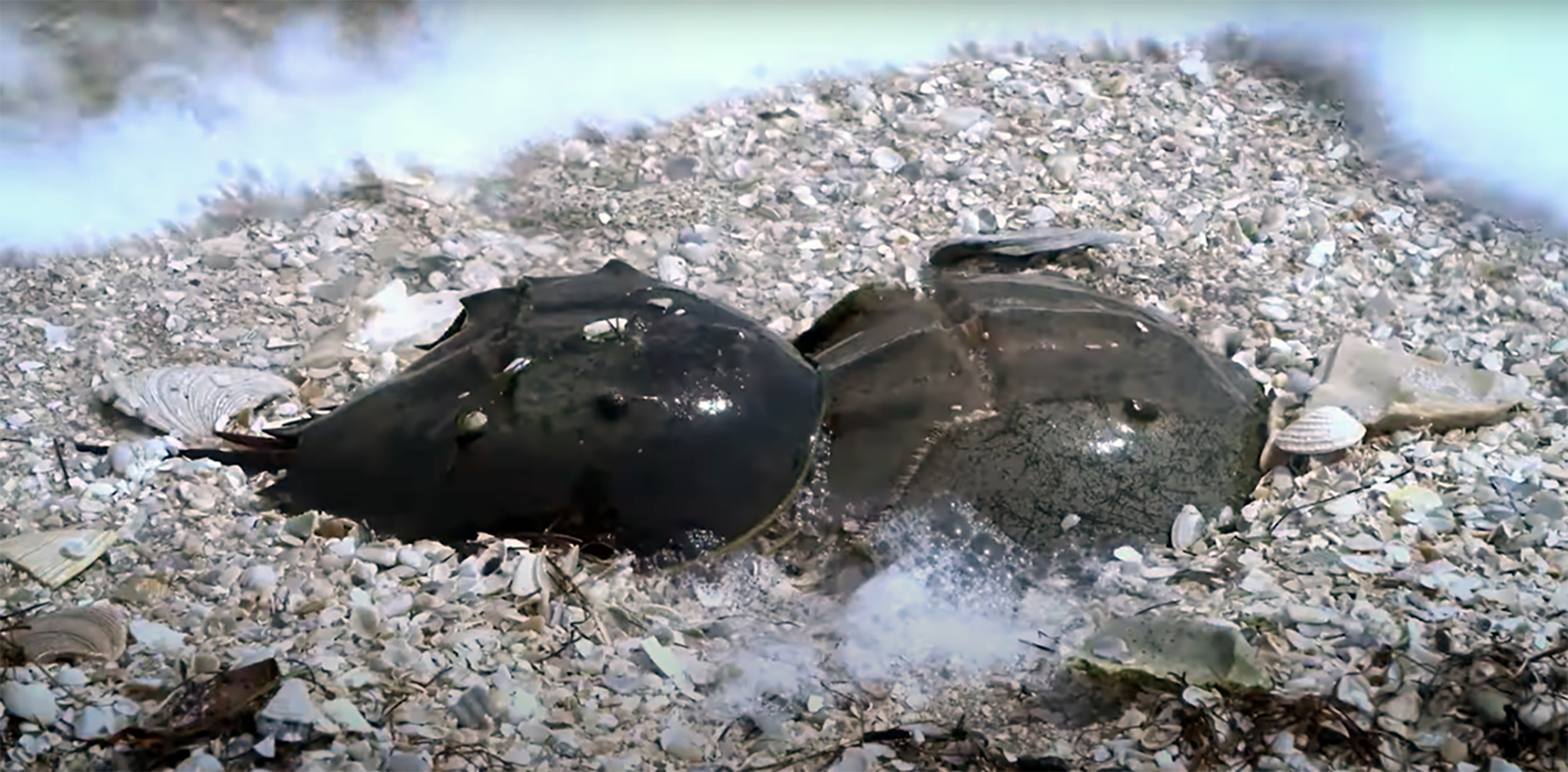 especie-milenar:-nasa-preserva-caranguejo-mais-antigo-que-os-dinossauros