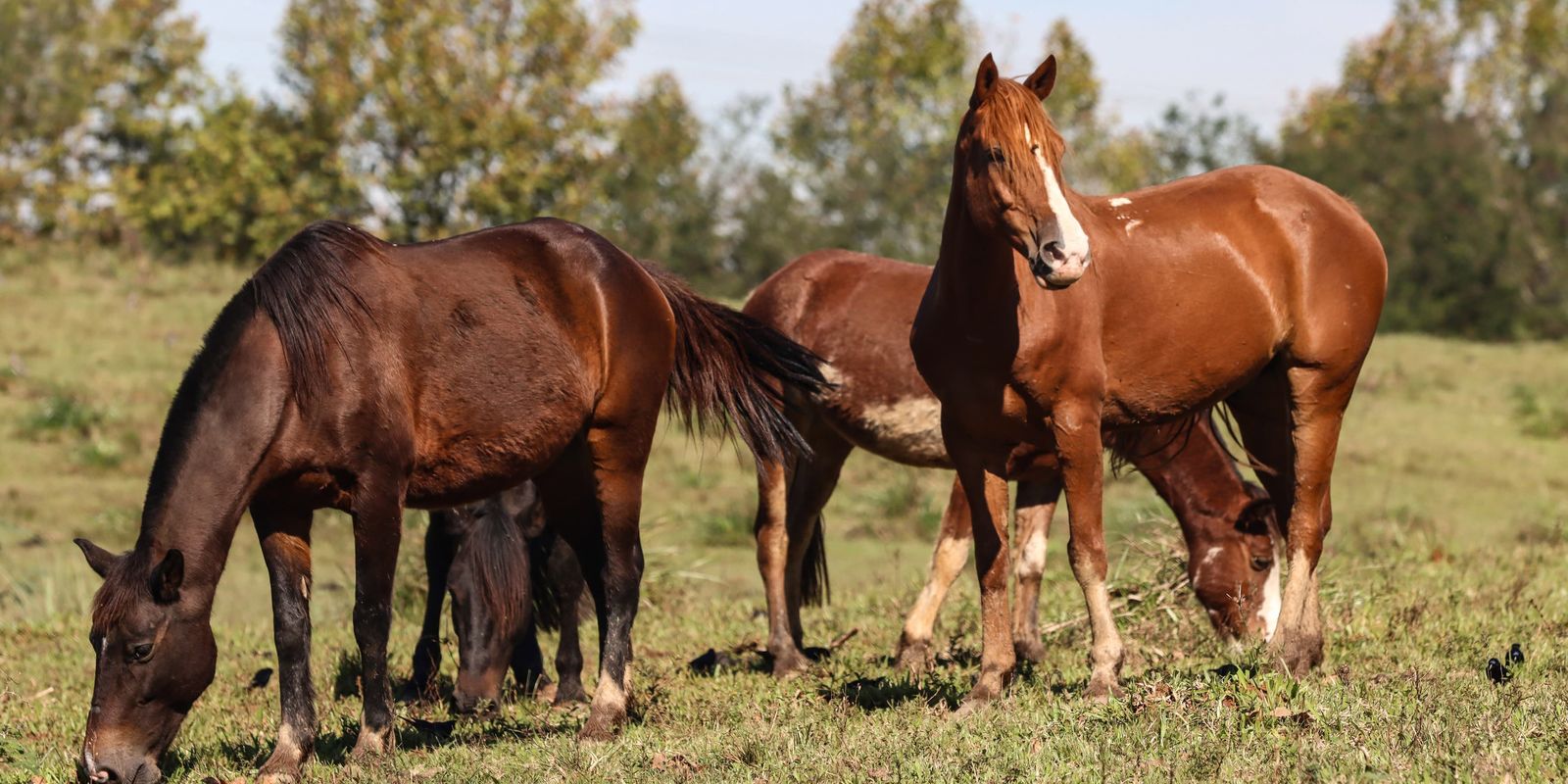 racao-contaminada-mata-245-equinos-em-quatro-estados