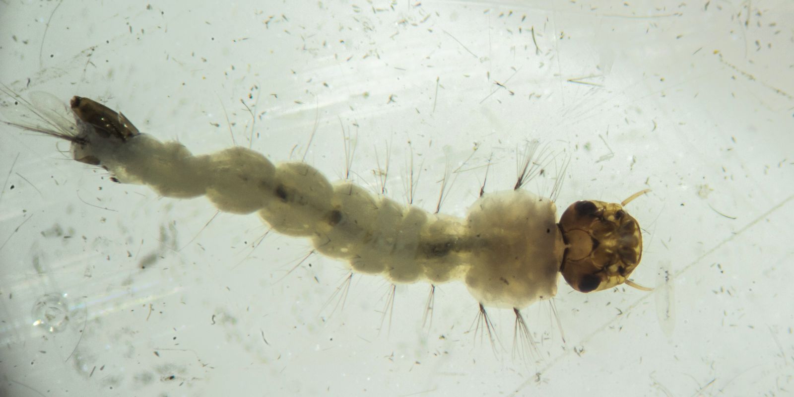 brasil-inaugura-maior-biofabrica-do-mundo-de-mosquitos-“do-bem”