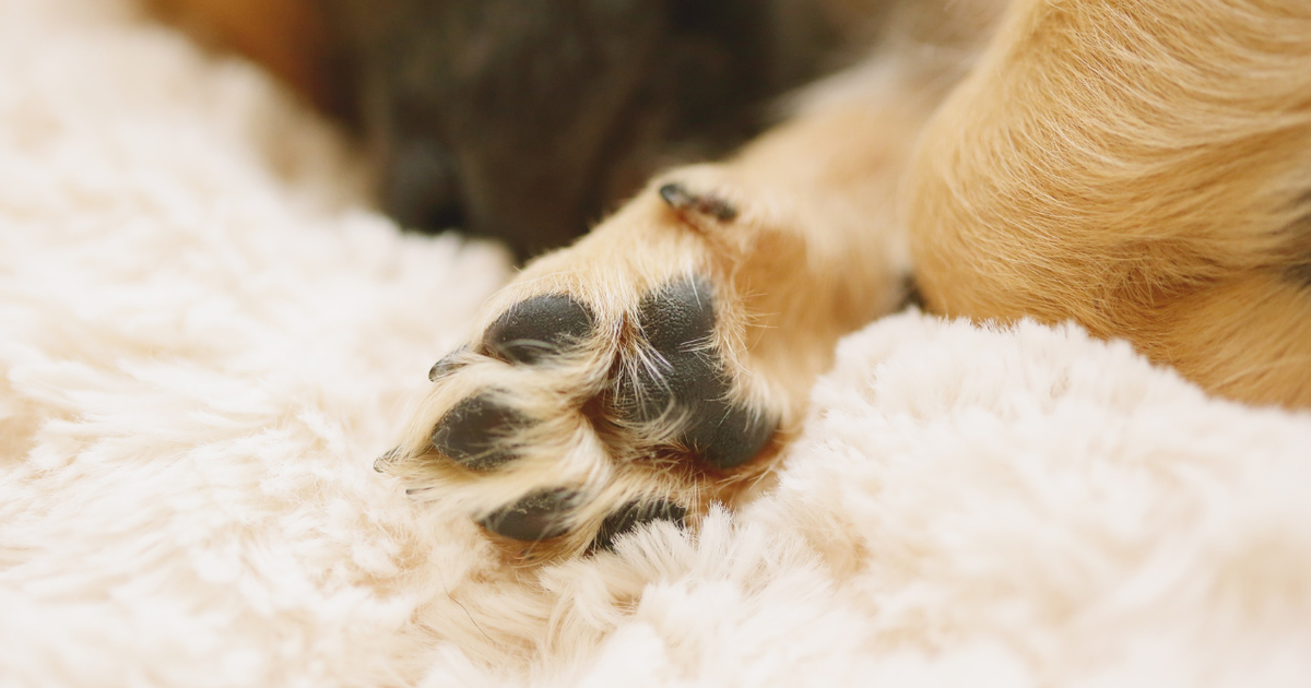 cha-de-alecrim-nas-patas?-veja-como-a-infusao-pode-ajudar-seu-pet