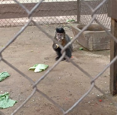 ultimo-macaco-prego-“fugitivo”-e-encontrado-em-apucarana