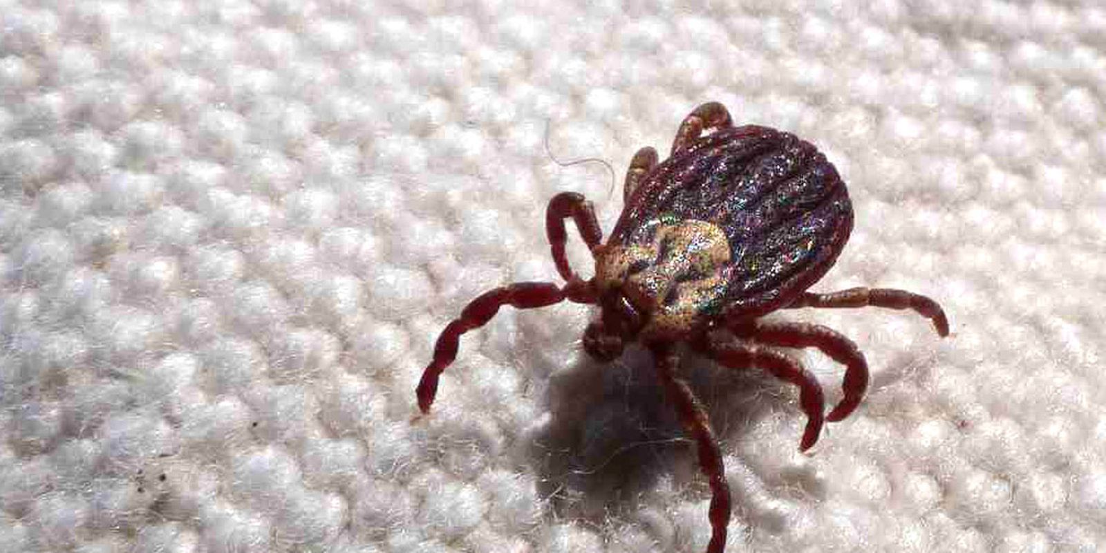 febre-maculosa-causa-mais-duas-mortes-no-interior-de-sao-paulo