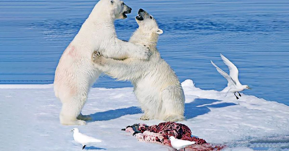 sobras-de-comida-de-ursos-polares-alimentam-animais-comedores-de-carnica