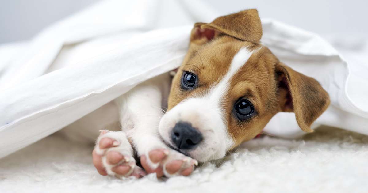 ter-um-cachorro-pode-salvar-seu-coracao