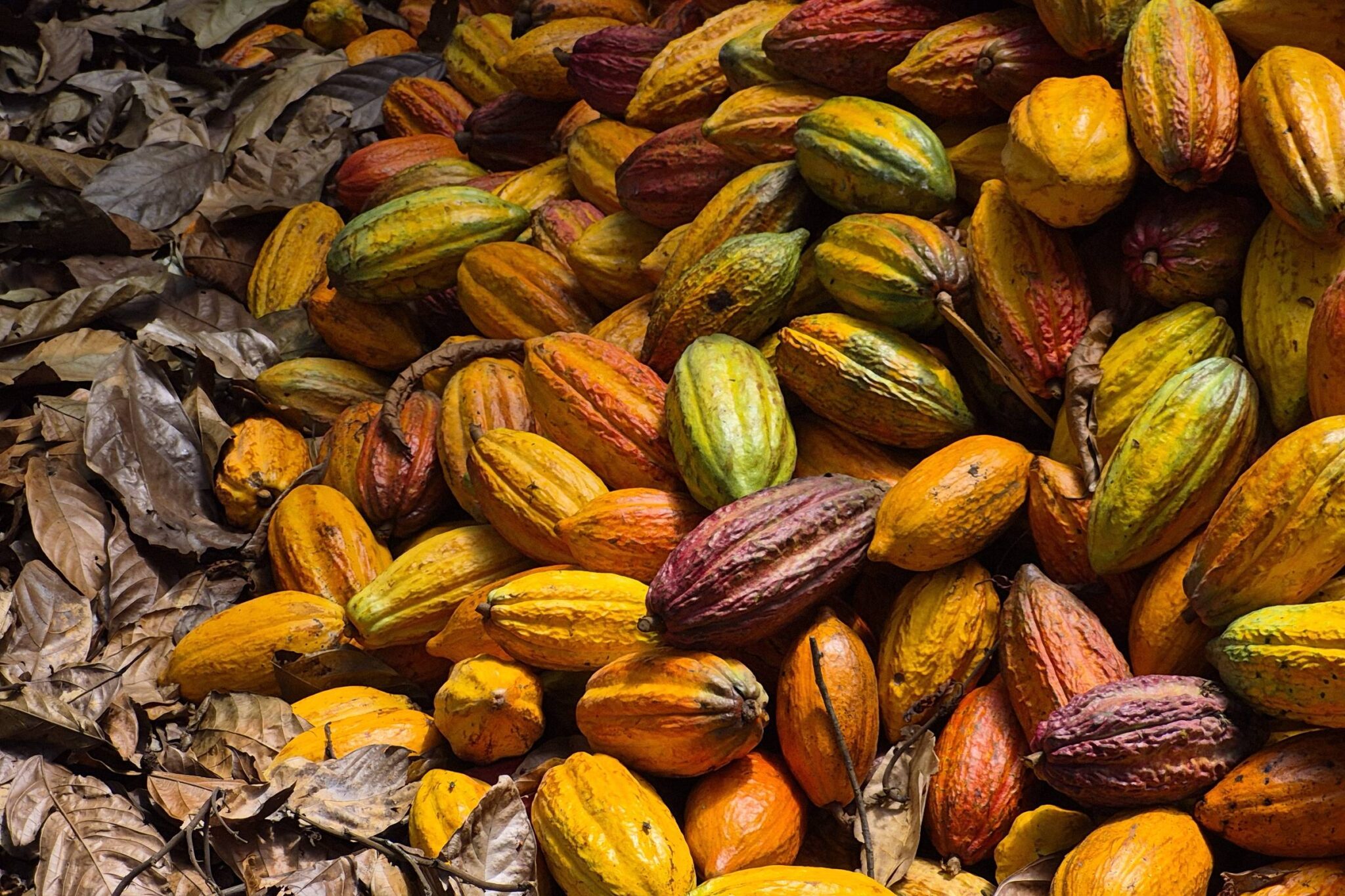 ate-o-preco-de-seu-chocolate-pode-sofrer-com-el-nino