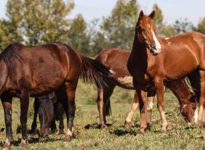 racao-contaminada-mata-245-equinos-em-quatro-estados