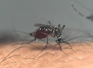 brasil-tem-queda-de-78%-nos-casos-de-dengue-em-relacao-a-2024,-mas-alerta-continua