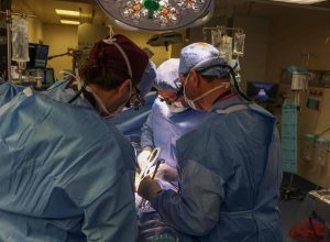 estudo-identifica-por-que-organismo-humano-rejeita-transplante-de-rim-de-porco