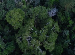 banco-mundial-aprova-projeto-para-proteger-florestas-do-para