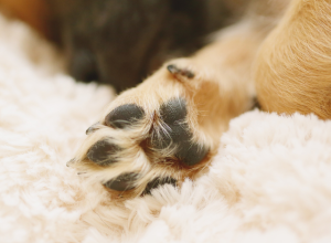 cha-de-alecrim-nas-patas?-veja-como-a-infusao-pode-ajudar-seu-pet