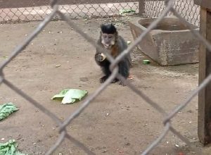 ultimo-macaco-prego-“fugitivo”-e-encontrado-em-apucarana