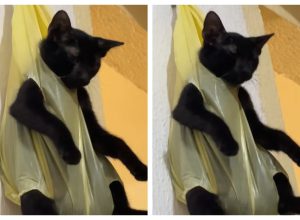 video-de-gato-pendurado-em-sacola-como-‘castigo’-viraliza-nas-redes;-veja