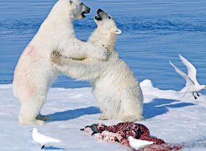 sobras-de-comida-de-ursos-polares-alimentam-animais-comedores-de-carnica