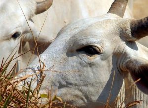 bois-exportados-vivos:-ongs-denunciam-precariedade-e-riscos-ambientais