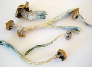 terapia-com-cogumelos-lidera-o-setor-da-medicina-psicodelica,-mas-implementacao-e-conturbada