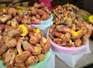 o-misterioso-cogumelo-que-faz-as-pessoas-verem-‘pessoinhas’