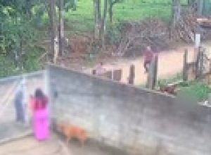 bebe-de-11-meses-morre-apos-ser-atacado-por-pitbull-do-padrasto-em-sp