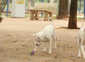 estatuto-dos-caes-e-gatos-preve-penas-para-quem-maltratar-animais
