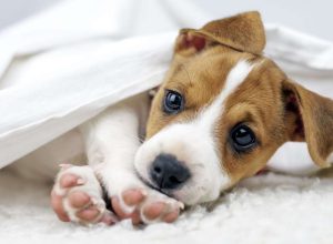 ter-um-cachorro-pode-salvar-seu-coracao