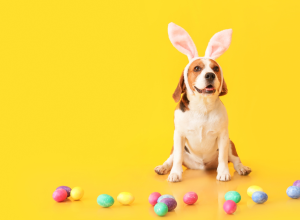 cachorros-podem-comer-chocolate?-veterinario-explica