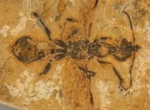 mais-antiga-do-mundo!-formiga-do-inferno-de-113-milhoes-de-anos-encontrada-no-brasil